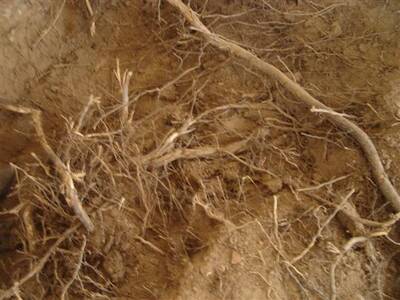 zahjen-opravy-kapliky-v-josefov-92010