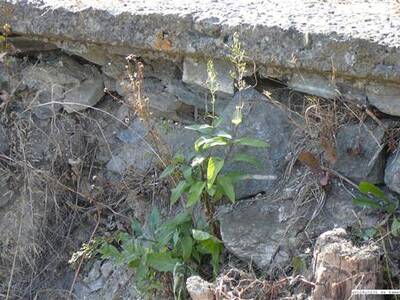 odbahnn-nvesnho-rybnka-ve-zlatkov