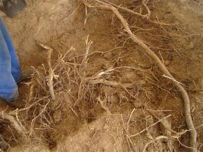 zahjen-opravy-kapliky-v-josefov-92010