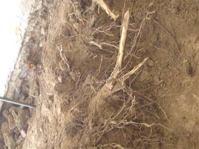 zahjen-opravy-kapliky-v-josefov-92010